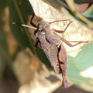 Phaulacridium vittatum at Black Mountain - 11 Feb 2024