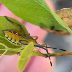 Amorbus sp. (genus) (Eucalyptus Tip bug) at Black Mountain - 11 Feb 2024 by Hejor1