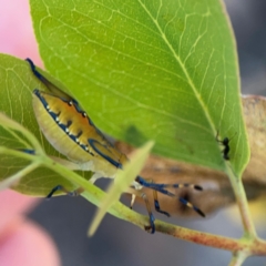 Amorbus sp. (genus) at Black Mountain - 11 Feb 2024