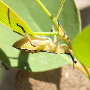 Amorbus (genus) at Black Mountain - 11 Feb 2024 01:30 PM