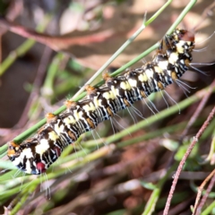 Agaristinae (subfamily) (A Day-Flying Moth) at Yarralumla, ACT - 11 Feb 2024 by Hejor1