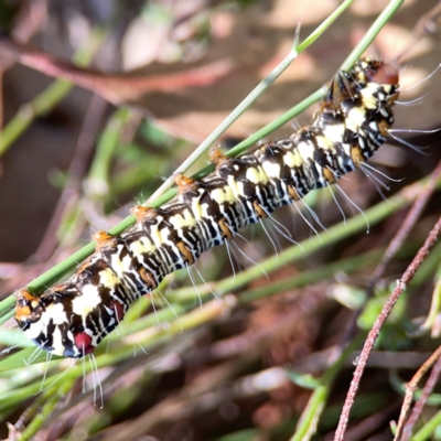 Agaristinae (subfamily) (A Day-Flying Moth) at Yarralumla, ACT - 11 Feb 2024 by Hejor1