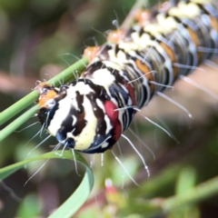 Agaristinae (subfamily) at Black Mountain - 11 Feb 2024