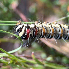 Agaristinae (subfamily) at Black Mountain - 11 Feb 2024