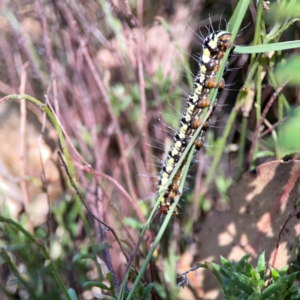 Agaristinae (subfamily) at Black Mountain - 11 Feb 2024