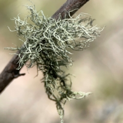 Usnea sp. (genus) (Bearded lichen) at Yarralumla, ACT - 11 Feb 2024 by Hejor1