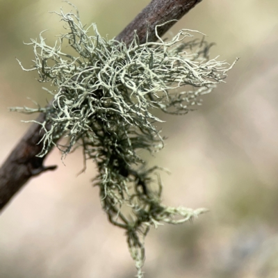 Usnea sp. (genus) (Bearded lichen) at Black Mountain - 11 Feb 2024 by Hejor1