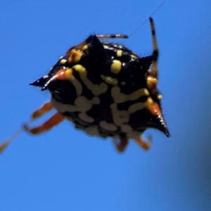 Austracantha minax at Point 5204 - 11 Feb 2024 01:36 PM