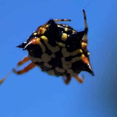 Austracantha minax (Christmas Spider, Jewel Spider) at Yarralumla, ACT - 11 Feb 2024 by Hejor1