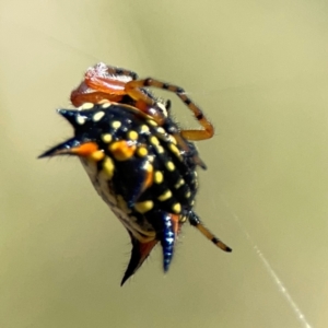 Austracantha minax at Point 5204 - 11 Feb 2024