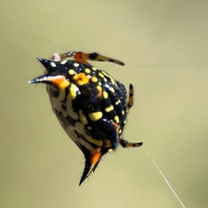 Austracantha minax at Point 5204 - 11 Feb 2024