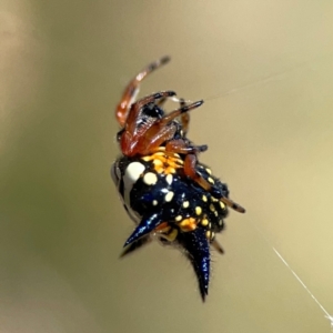 Austracantha minax at Point 5204 - 11 Feb 2024