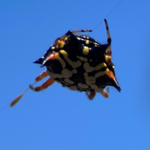 Austracantha minax at Point 5204 - 11 Feb 2024