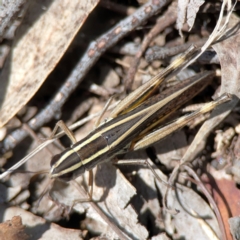 Macrotona australis (Common Macrotona Grasshopper) at Black Mountain - 11 Feb 2024 by Hejor1