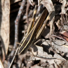 Macrotona australis at Point 5204 - 11 Feb 2024