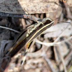 Macrotona australis at Point 5204 - 11 Feb 2024 01:38 PM