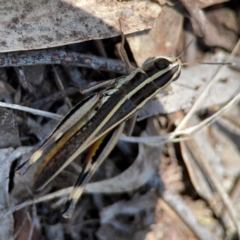 Macrotona australis at Point 5204 - 11 Feb 2024 01:38 PM