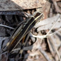 Macrotona australis at Point 5204 - 11 Feb 2024