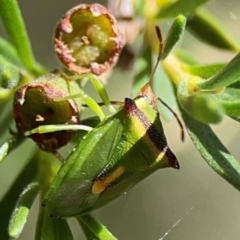 Cuspicona thoracica at Black Mountain - 11 Feb 2024 01:40 PM