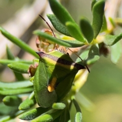 Cuspicona thoracica at Black Mountain - 11 Feb 2024 01:40 PM