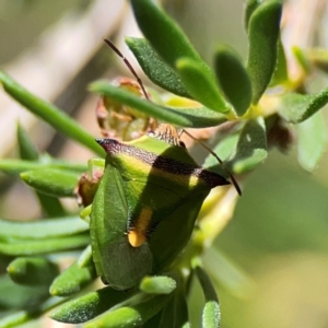 Cuspicona thoracica at Black Mountain - 11 Feb 2024 01:40 PM