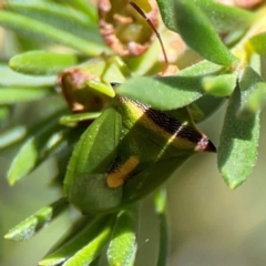 Cuspicona thoracica at Black Mountain - 11 Feb 2024