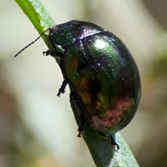 Callidemum hypochalceum (Hop-bush leaf beetle) at Black Mountain - 11 Feb 2024 by Hejor1