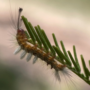 Orgyia anartoides at Black Mountain - 11 Feb 2024