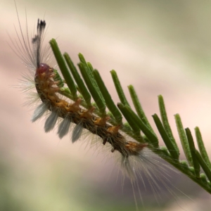 Orgyia anartoides at Black Mountain - 11 Feb 2024