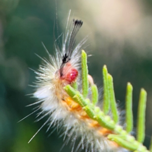 Orgyia anartoides at Black Mountain - 11 Feb 2024