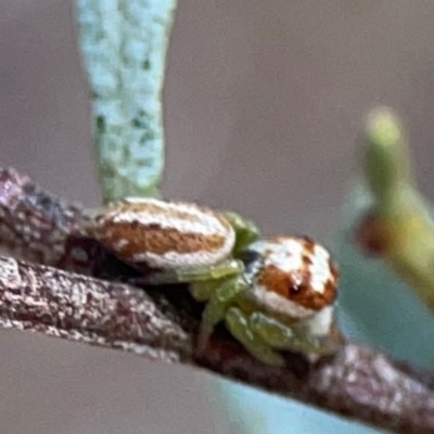 Opisthoncus sp. (genus) (Unidentified Opisthoncus jumping spider) at Yarralumla, ACT - 11 Feb 2024 by Hejor1