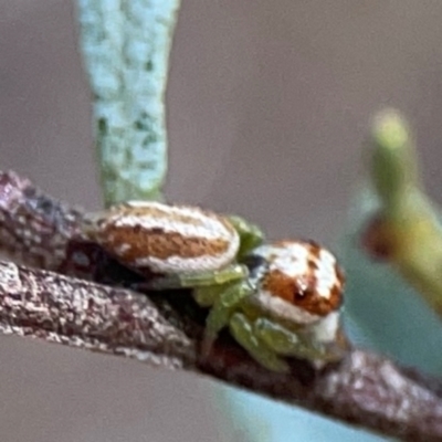 Opisthoncus sp. (genus) (Unidentified Opisthoncus jumping spider) at Point 5204 - 11 Feb 2024 by Hejor1