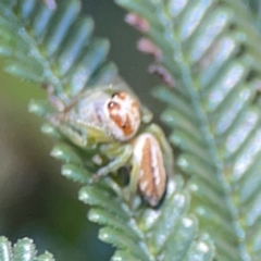 Opisthoncus abnormis at Undefined Area - 11 Feb 2024 01:43 PM