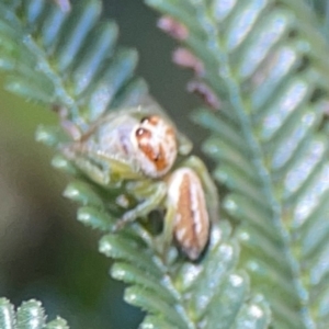 Opisthoncus sp. (genus) at Point 5204 - 11 Feb 2024