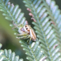 Opisthoncus abnormis at Point 5204 - 11 Feb 2024 01:43 PM