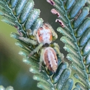 Opisthoncus abnormis at Point 5204 - 11 Feb 2024