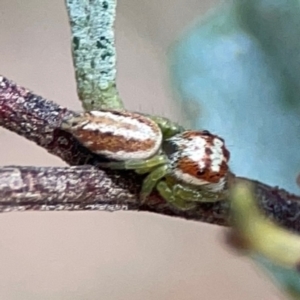 Opisthoncus abnormis at Point 5204 - 11 Feb 2024