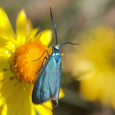 Pollanisus (genus) (A Forester Moth) at Yarralumla, ACT - 11 Feb 2024 by Hejor1