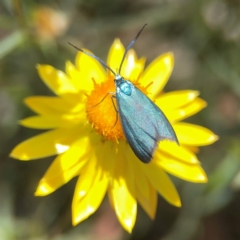 Pollanisus (genus) at Black Mountain - 11 Feb 2024