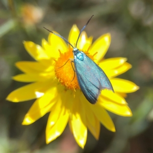 Pollanisus (genus) at Black Mountain - 11 Feb 2024