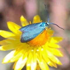 Pollanisus (genus) at Black Mountain - 11 Feb 2024