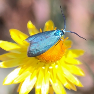 Pollanisus (genus) at Black Mountain - 11 Feb 2024