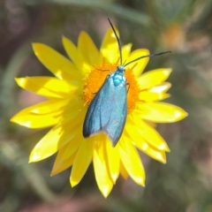 Pollanisus (genus) at Black Mountain - 11 Feb 2024