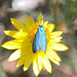 Pollanisus (genus) at Black Mountain - 11 Feb 2024