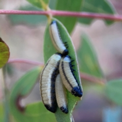 Paropsisterna cloelia (Eucalyptus variegated beetle) at Black Mountain - 11 Feb 2024 by Hejor1