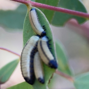 Paropsisterna cloelia at Black Mountain - 11 Feb 2024 01:58 PM