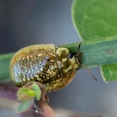 Paropsisterna cloelia at Black Mountain - 11 Feb 2024