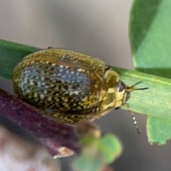 Paropsisterna cloelia at Black Mountain - 11 Feb 2024