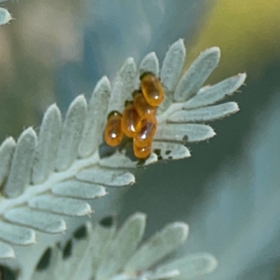 Coleoptera (order) immature at Black Mountain - 11 Feb 2024 by Hejor1