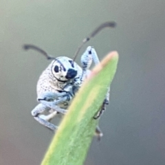 Merimnetes sp. (genus) at Black Mountain - 11 Feb 2024